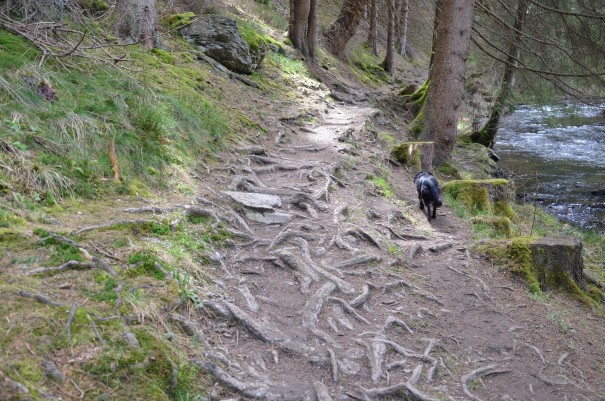 Naturbelassene Pfade auf der Narzissenroute. ©entdecker-greise.de