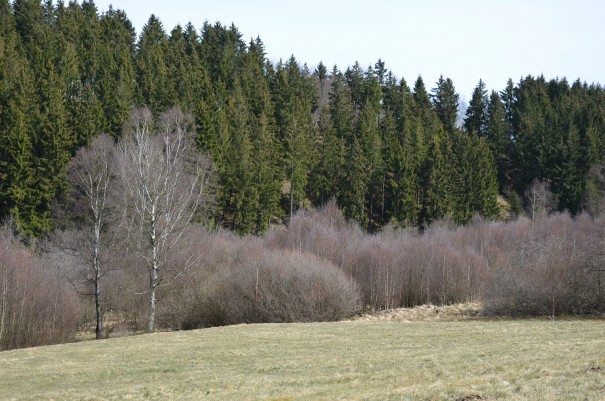 Ständig wechselnde Aussichten auf die wunderschöne Eifler Höhenlandschaft. ©entdecker-greise.de