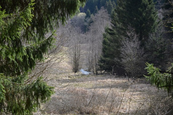Vom Wasser begleitet wandern wir die Narzissenroute ©entdecker-greise.de