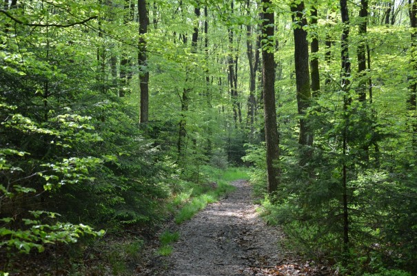 Unbeschreiblich - die Ruhe, die Farben, die aufsteigenden Gefühle #TTwandern auf dem Westerwald Steig ©entdecker-greise.de