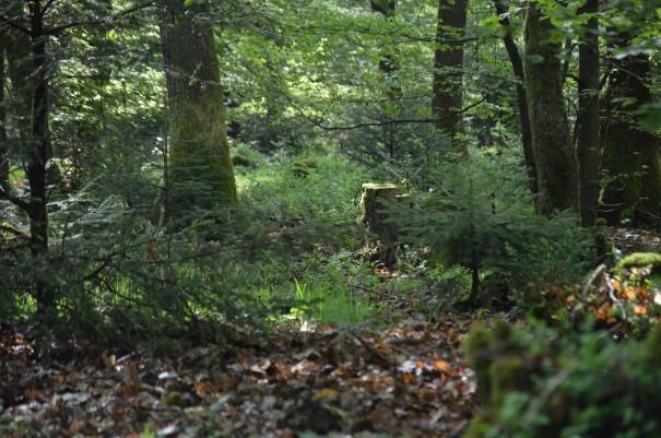 So viele wunderschöne Eindrücke wollen auf dm Westerwald Steig aufgenommen werden #TTwandern ©entdecker-greise.de