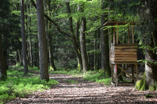 Der Westerwald Steig - für mich sicherlich einer der schönsten Wanderwege, die ich bislang erwandert habe #TTwandern ©entdecker-greise.de