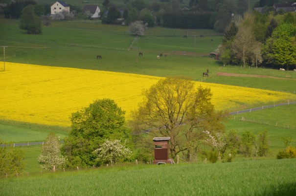 Auch auf dieser Etappe ist die Landschaft herrlich abwechslungsreich #TTwandern auf dem Westerwald Steig