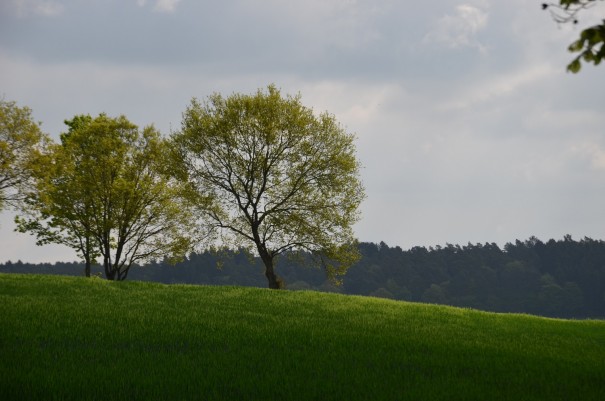Der Westerwald Steig zeigt Natur von ihrer schönsten Seite #TTwandern ©entdecker-greise.de
