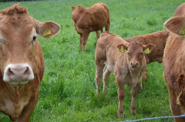 Die muss man doch einfach liebhaben ... so süß! #TTwandern auf dem Westerwald Steig ©entdecker-greise.de