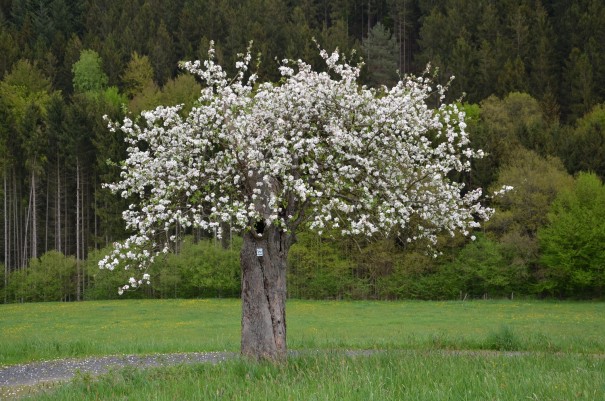 Wunderschöne Impressionen beim #TTwandern auf dem Westerwald Steig prägen sich tief ins Bewußtsein ©entdecker-greise.de