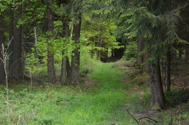 Was für eine wundervolle Streckenführung hier auf dem Westerwald Steig #TTwandern ©entdecker-greise.de