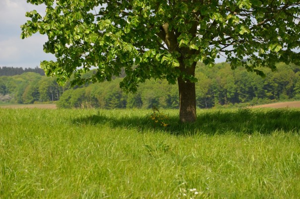Der ideale Ort für ein Picknick auf dem Westerwald Steig #TTwandern ©entdecker-greise.de