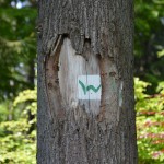49 Wegweisend! Der Westerwald Steighat eine ebenso lückenlose wie wundervolle Streckenführung! #TTwandern ©entdecker-greise.de