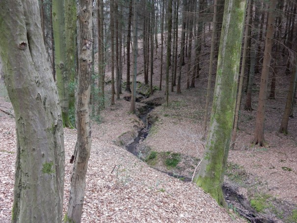 Die Streifzüge führen über Hähen und Täler, vorbei an kleinen Bachläufen ... ©entdecker-greise.de