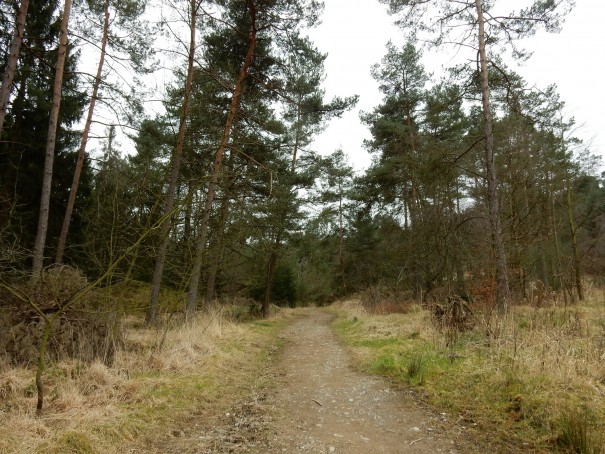 Kiefernwälder wechseln sich mit Buchenwäldern ab. Der Bergbauweg ist herrlich abwechslungsreich. ©entdecker-greise.de