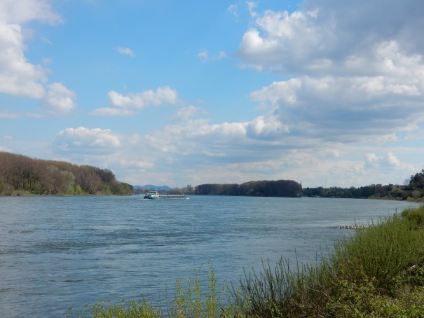 Erkennt man dort hinten vielleicht schon das Siebengebirge ... Radtour auf dem Rhein Radweg ... ©entdecker-greise.de