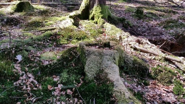  Klangpfad bei Nümbrecht. ©entdecker-greise.de
