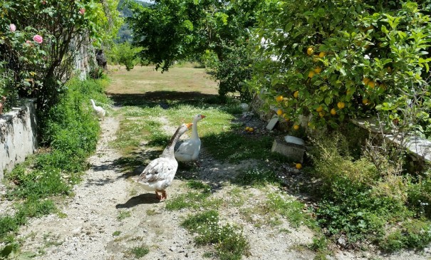 Die sind ganz schön frech hier ... #Corfelios ©entdecker-greise.de