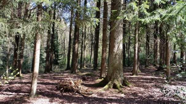 Es ist dieses Spiel aus Licht und Schatten, was mich hier so fasziniert! Der Klangpfad bei Nümbrecht. ©entdecker-greise.de