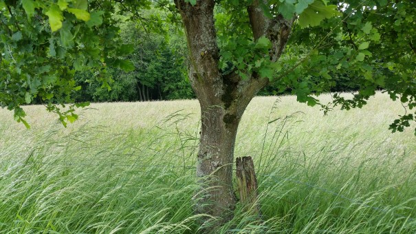 Wanderimpressionen aus dem Bergischen Land #Bergische50 ©entdecker-greise.de