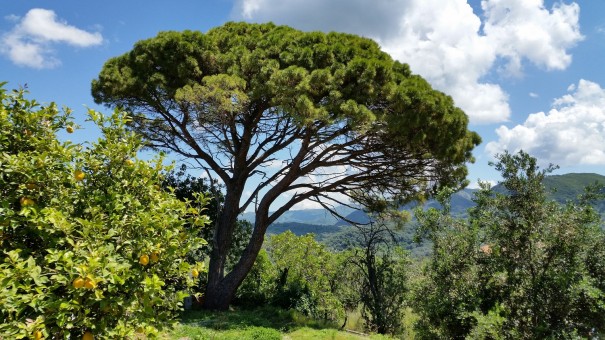Was für ein Ausblick! #Corfelios ©entdecker-greise.de